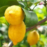Lemon 100% Pure Essential Oil 10 ml (ChildSafe)(Organic Available)