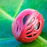 Nutmeg 100% Pure Essential Oil 10 ml