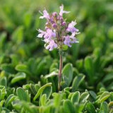 Thyme Thymol 100% Pure Essential Oil 10 ml (5 ml Organic Available)