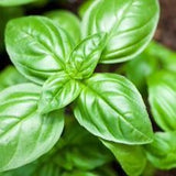 Basil Linalool 100% Pure Essential Oil 10 ml (Organic Available)