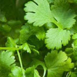 Coriander Seed 100% Pure Essential Oil 10 ml (ChildSafe)