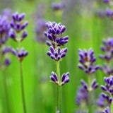 Lavender 100% Pure Essential Oil 10 ml (ChildSafe) (Organic Available)