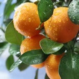 Tangerine 100% Pure Essential Oil 10 ml (Organic Available)